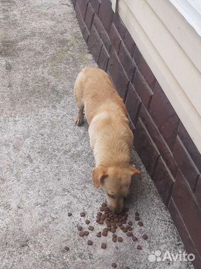 Собака кобелек кто потерял