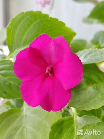 Бальзамин 4 вида