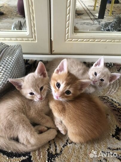 Котята от абиссинского кота