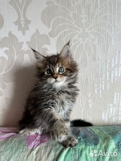 Мейн-кун котята