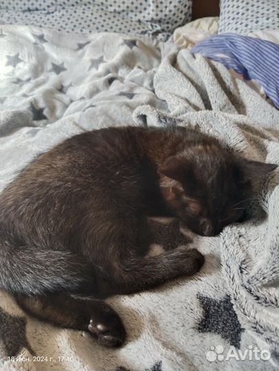 Котенок метис британца девочка