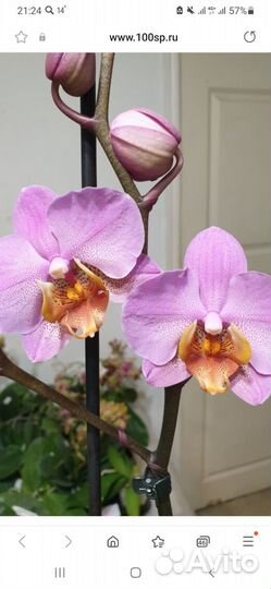 Орхидея фаленопсис