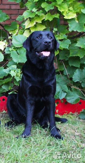 Лабрадор вязка