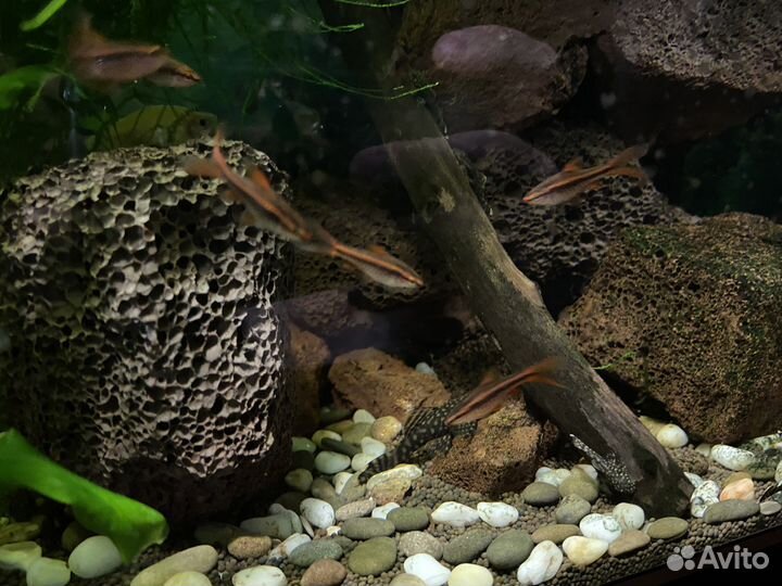 Аквариумные рыбки