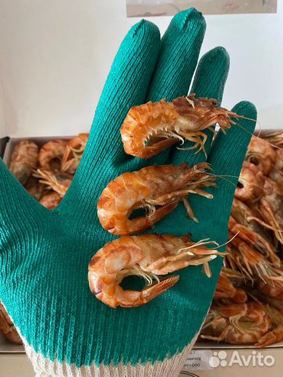 Креветка лысая медведка