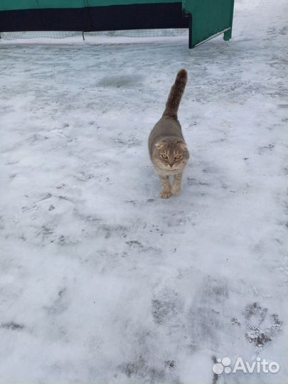 Взрослый котик
