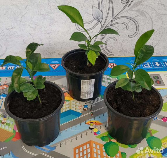 Саженцы лимона, мандарина