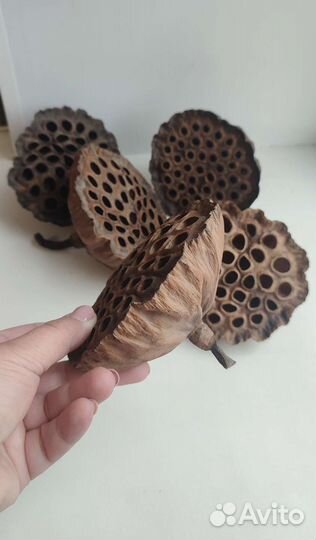 Сухие коробочки натурального лотоса набор