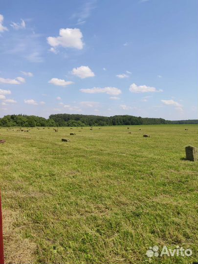 Сено в тюках