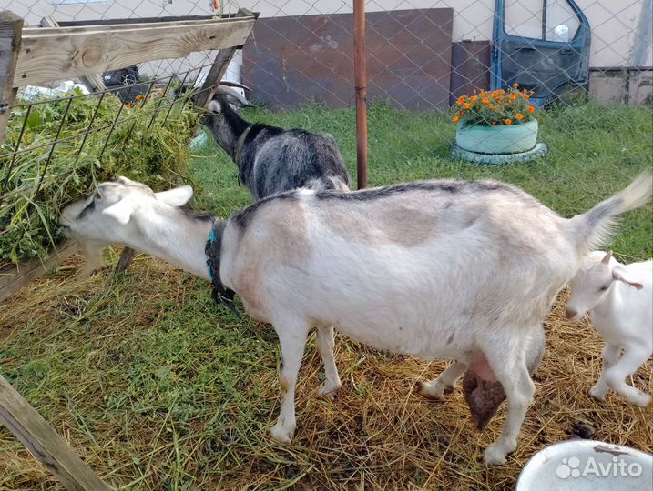 Коза дойная