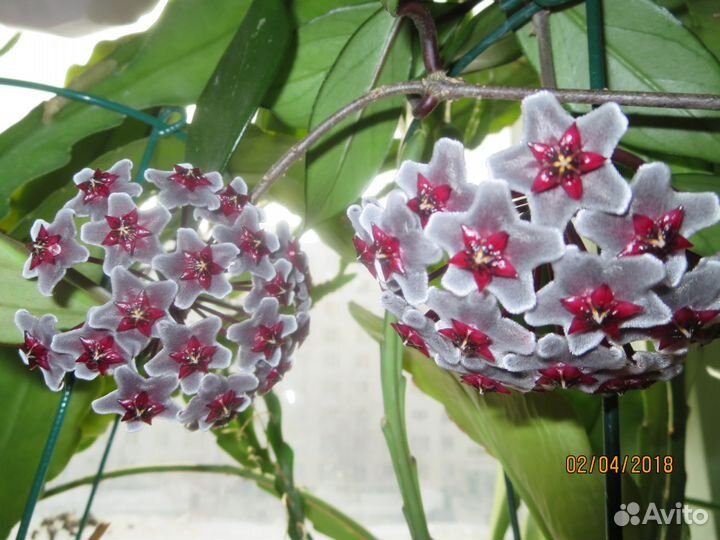 Хойя pubiсаlух Red Вuttоns, черенки