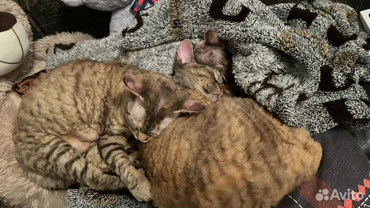 Передержка мелких собак и кошек