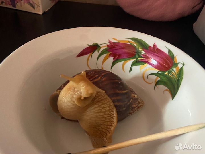 Улитки ахатины бесплатно