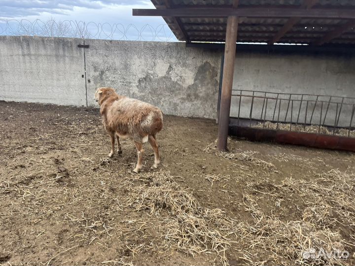 Крупный курдючный баран (кочкар), на племя
