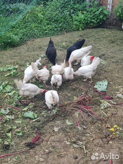 Куры несушки продам