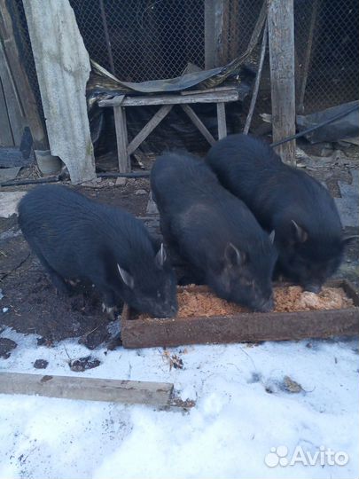 Вьетнамские вислобрюхие свиньи