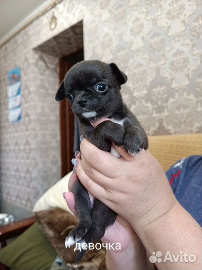 Щенки чихуахуа