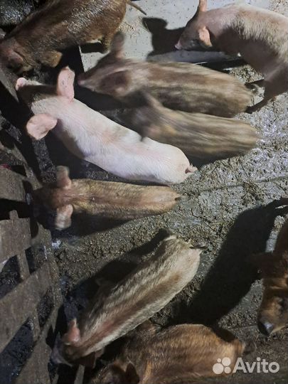 Поросята