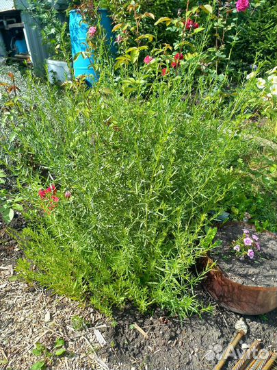 Тархун (эстрагон)