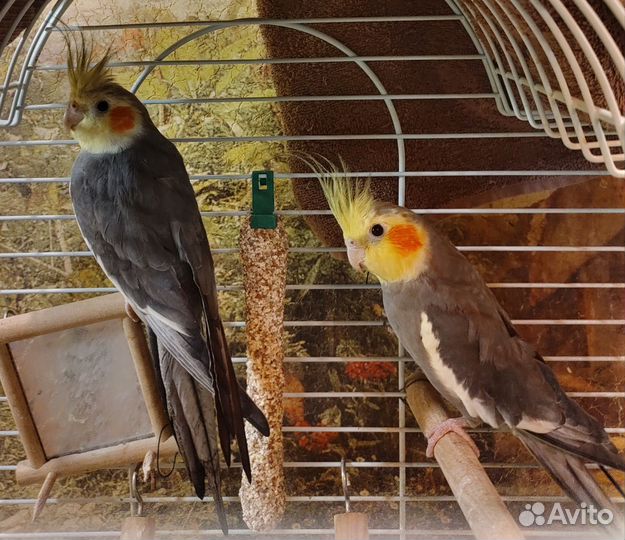 Попугай корелла мальчики