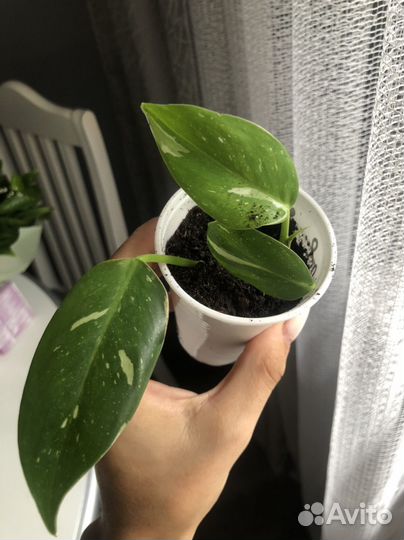 Филодендрон белая принцесса (с розовым)