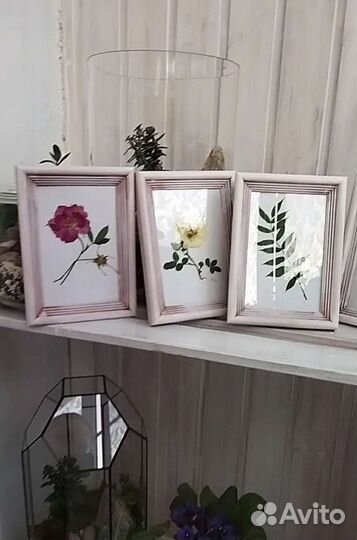 Гербарий. Картина. Цветы