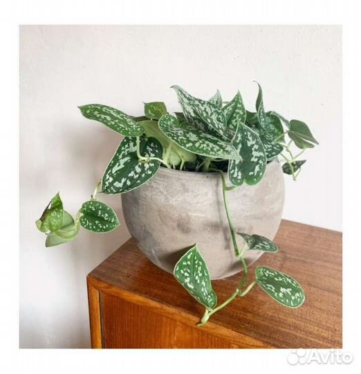 Сциндапсус пиктус эпипремнум