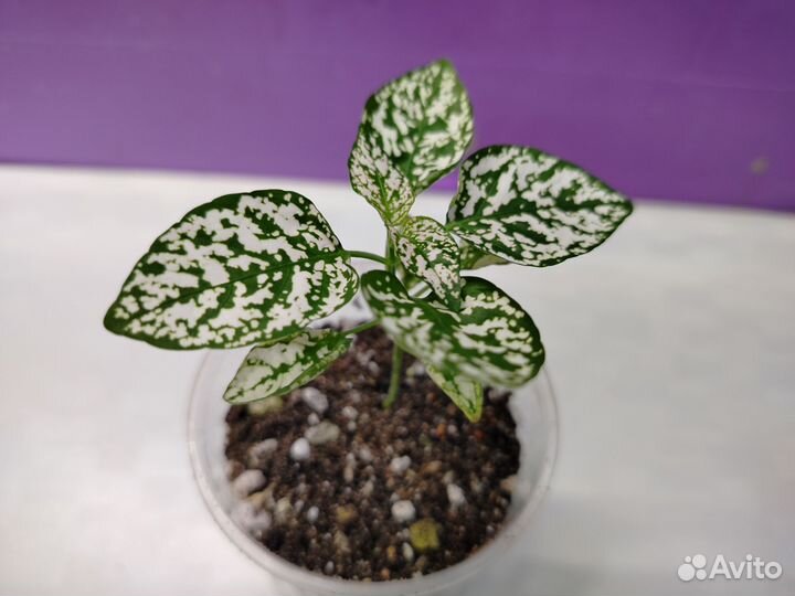 Гипоэстес Вайт, Роуз