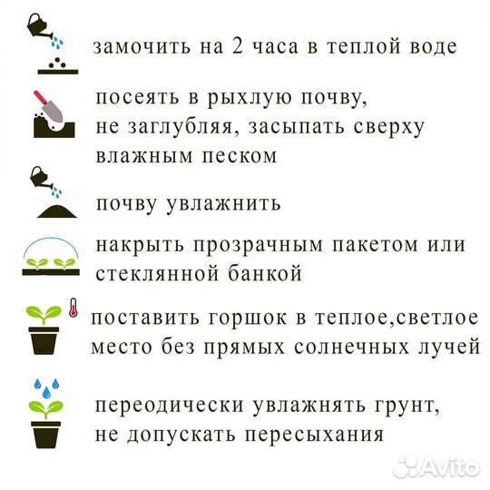 Семена Гуава (гуайява) 10 шт