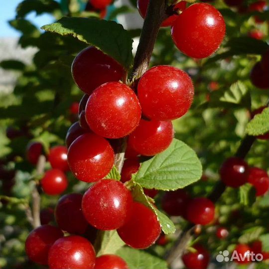 Вишня ягода