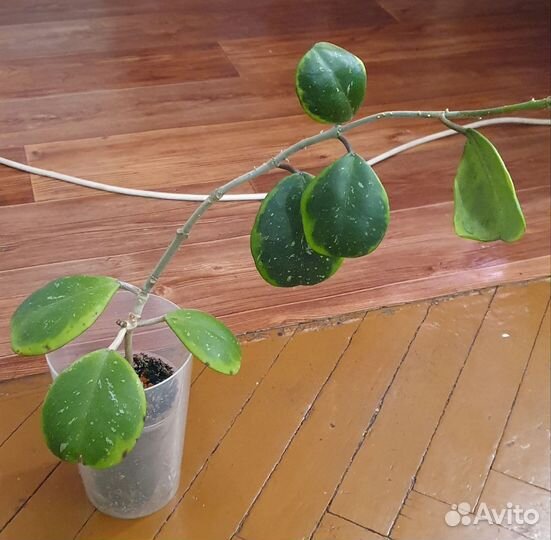 Взрослые хойи