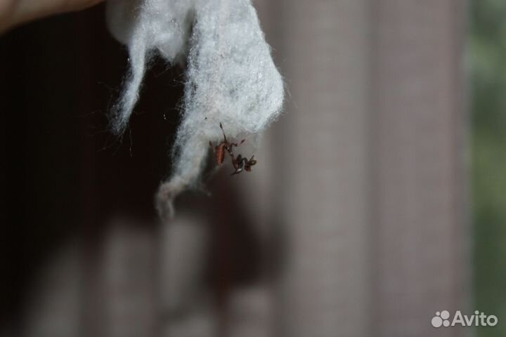 Богомол-призрак малышня (phyllocrania paradoxa)