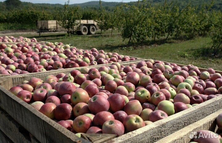 Рабочий по сборке яблок. Вахта