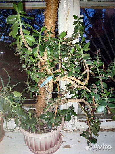 Крассула,бансай, толстянка,денежное дерево