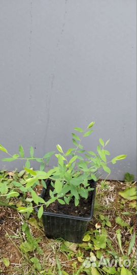 Спирея серая грефшейм