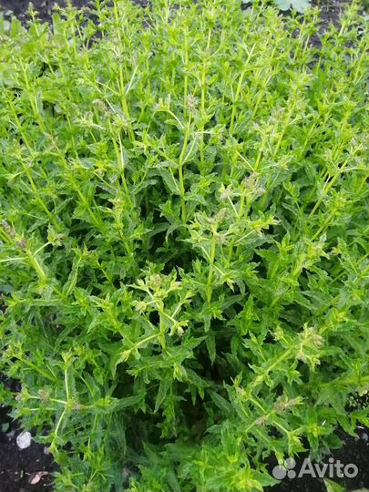 Саженцы травы лечебной