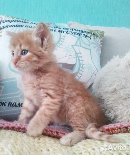 Мини тигр Морковкин поинесет счастье в дом 1 месяц