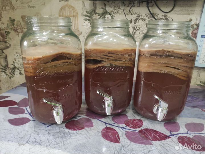 Чайный гриб