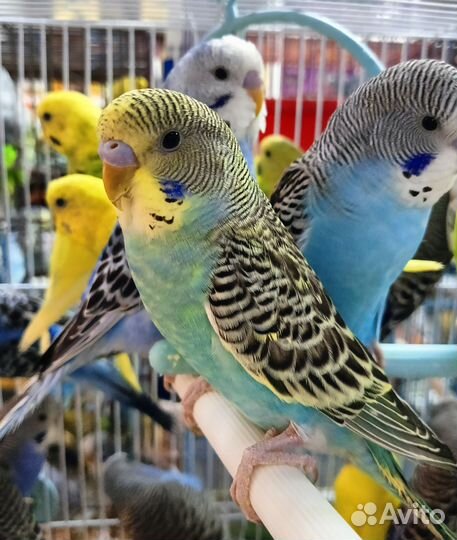 Волнистые птенцы