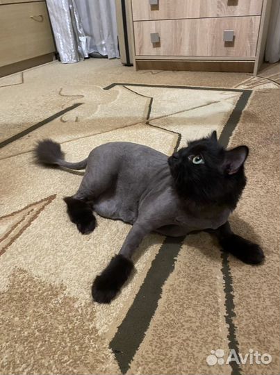 Стрижка кошек на дому Экспресс Линька