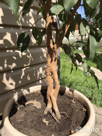 Фикус бенджамина большой