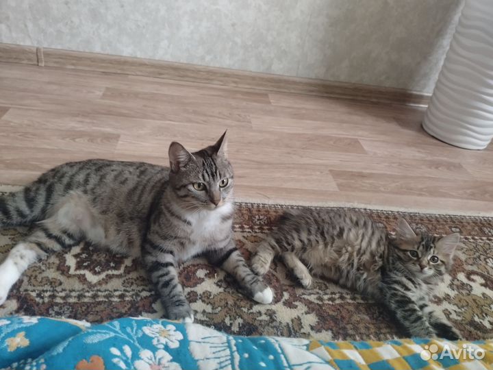Котята курильский бобтейл, белые