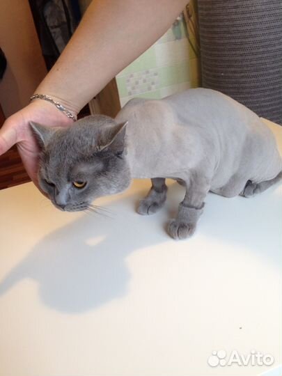 Стрижка кошек с выездом на дом или у меня. Груминг