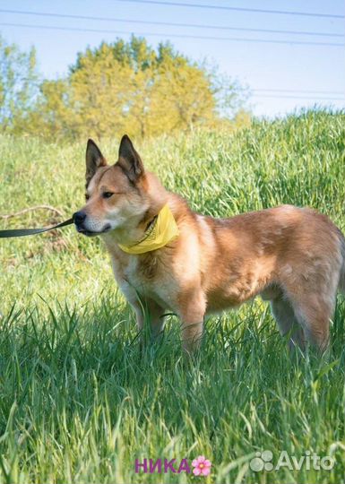 Собака в добрые руки