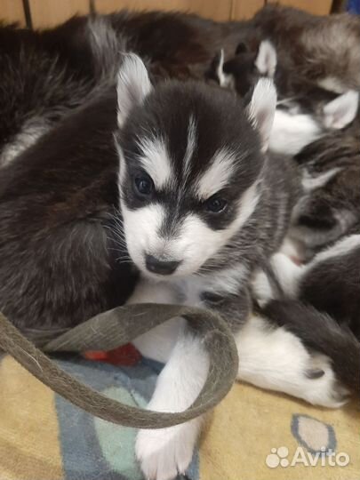 Сибирский хаски