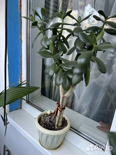 Толстянка (Денежное дерево)