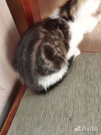 Котятки в добрые руки