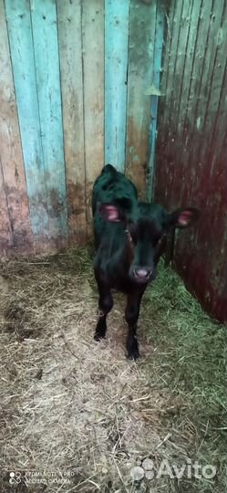 Продам телок