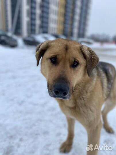 Собака в добрые руки