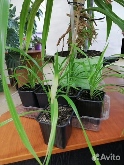 Пальма панданус